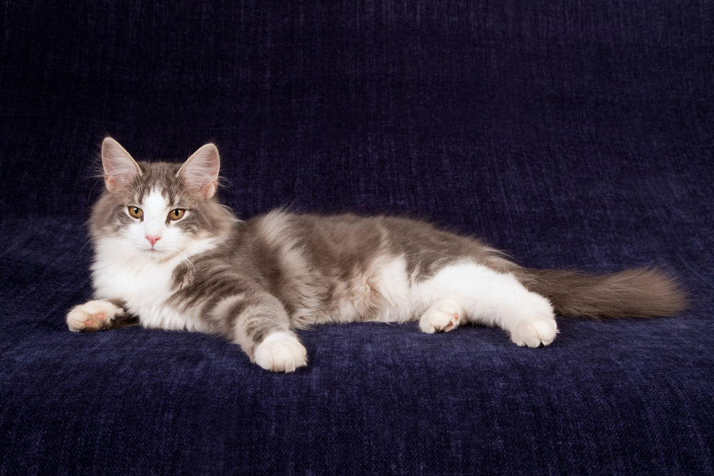 Norwegian Forest Cat kitten sitting by large book on claret background