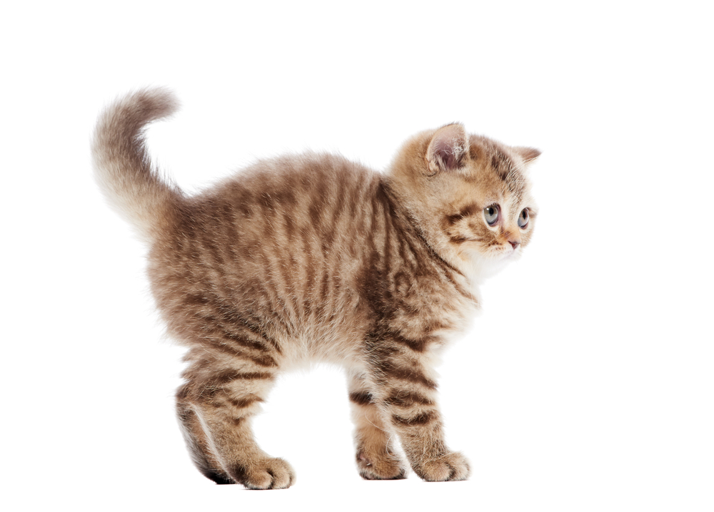 Frightened chocolate British Shorthair little kitten standing over white background