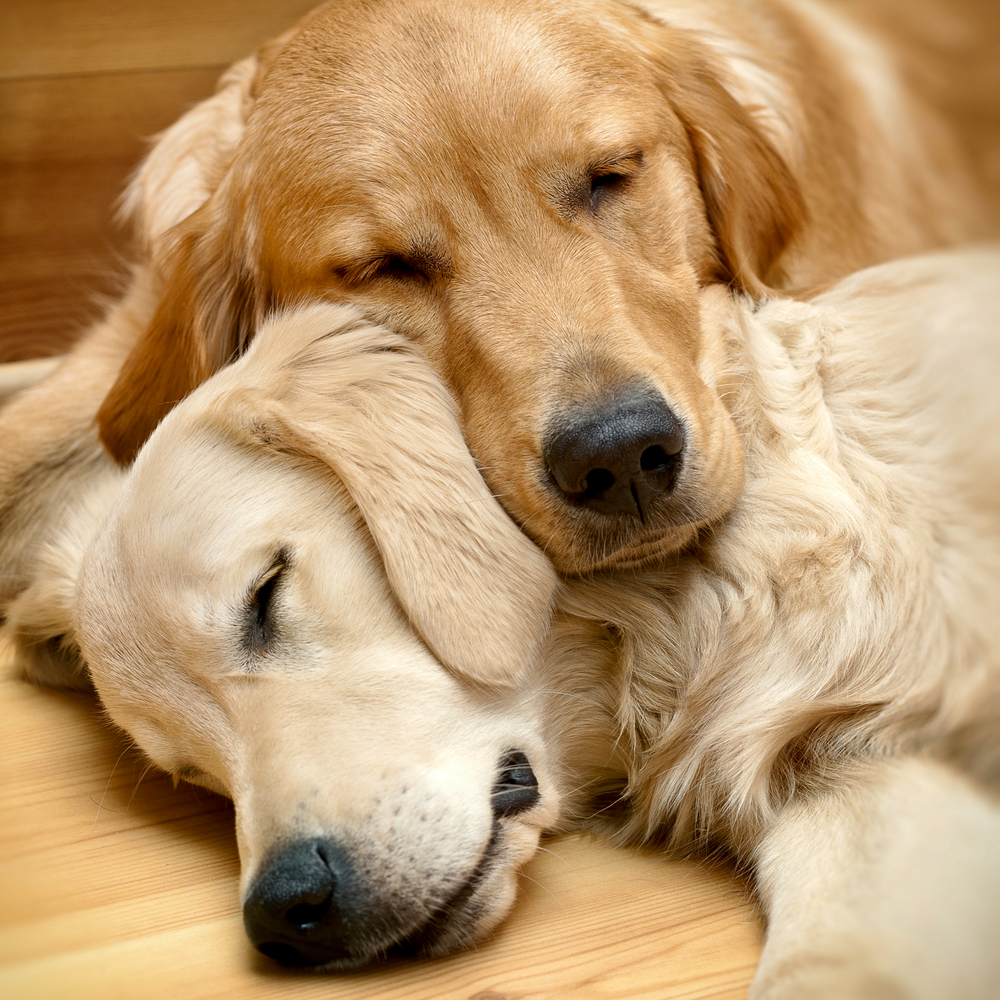 View of two dogs lying - Golden Retriever