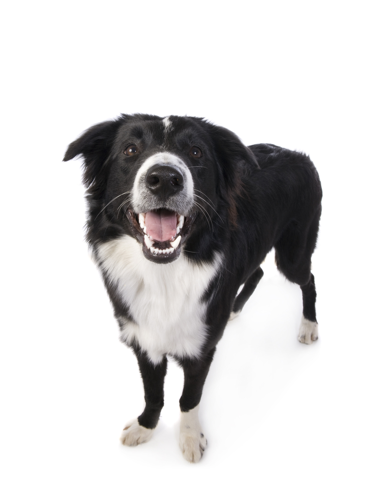 Border Collie Dog standing looking up with mouth open isolated on white background